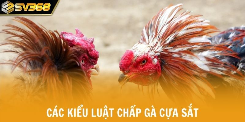 Các kiểu luật chấp gà cựa sắt phổ biến