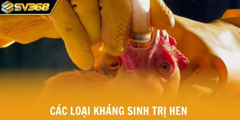 Các loại kháng sinh trị hen cho chiến kê