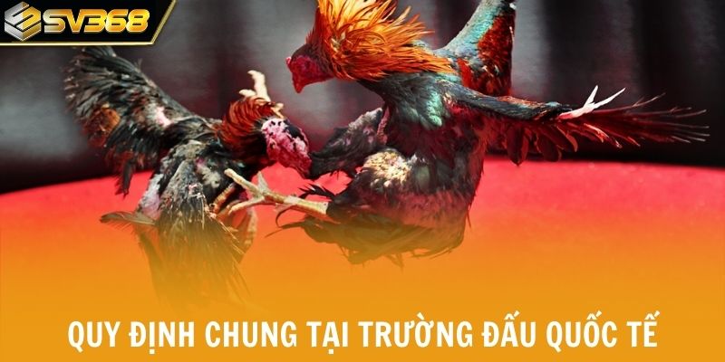Các quy định chung tại trường đấu quốc tế