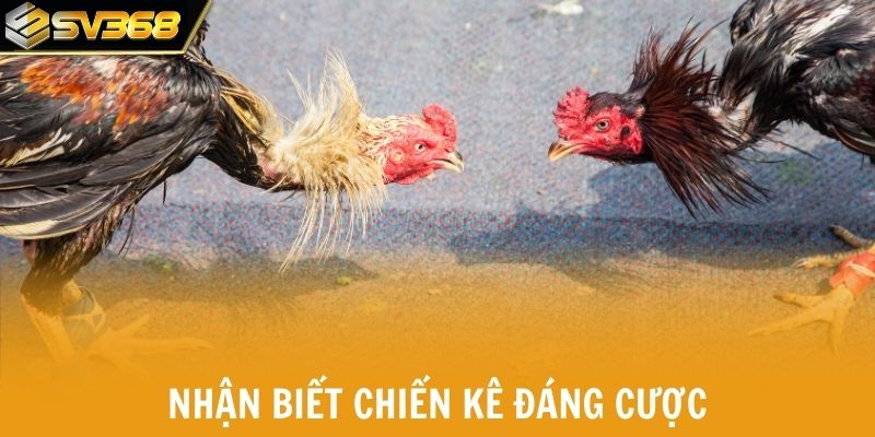Cách nhận biết chiến kê khỏe mạnh, đáng cược
