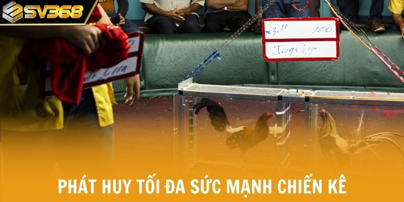 Chăm sóc chiến kê đúng cách phát huy tối đa sức mạnh.