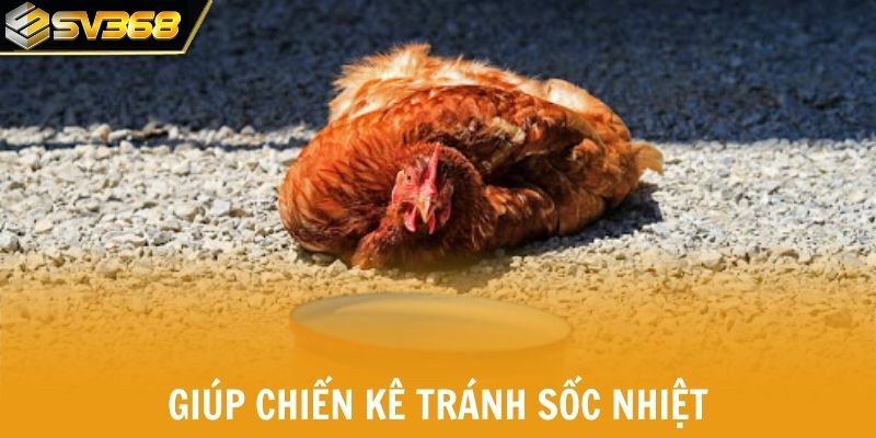 Chăm sóc đúng mùa giúp chiến kê tránh sốc nhiệt 