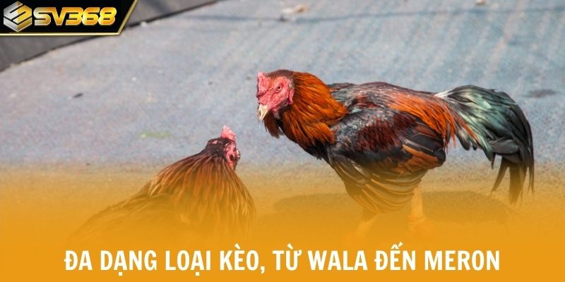 Đa dạng loại kèo, từ Wala đến Meron cho người chơi lựa chọn