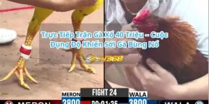 Cuộc Đụng Độ Khiến Sới Gà Bùng Nổ
