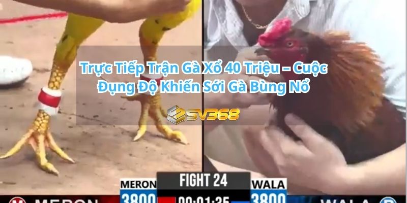Cuộc Đụng Độ Khiến Sới Gà Bùng Nổ