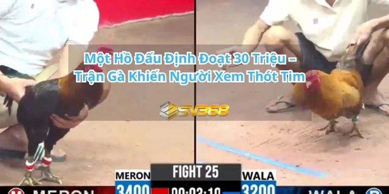 Trận Gà Khiến Người Xem Thót Tim