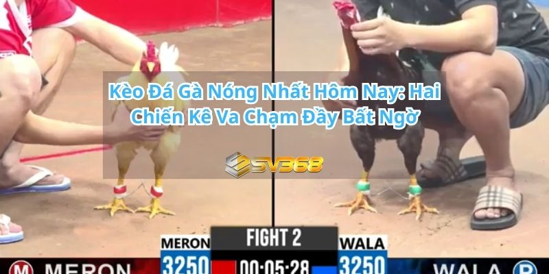 Hai Chiến Kê Va Chạm Đầy Bất Ngờ