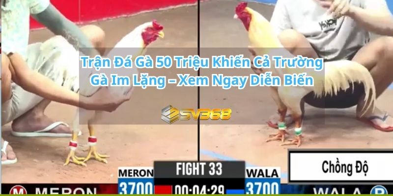 Trận Đá Gà 50 Triệu