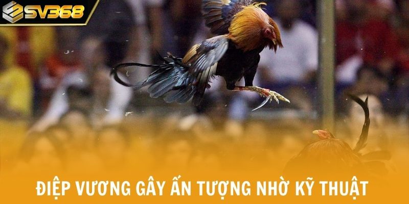 Chiến kê Điệp Vương gây ấn tượng nhờ kỹ thuật tấn công