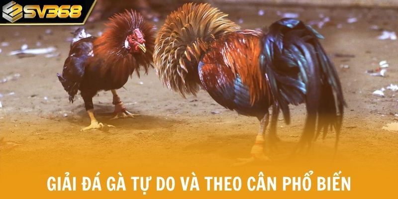 Hai giải đá gà tự do và theo cần phổ biến  