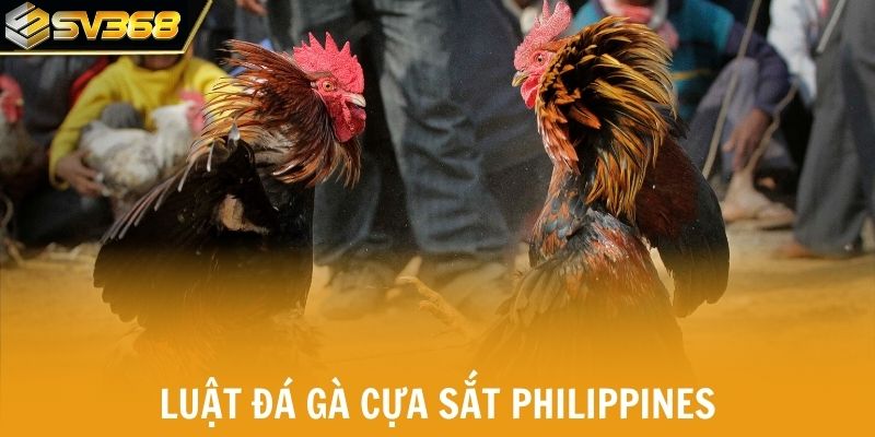 Luật đá gà phổ biến dạng đá gà cựa sắt Philippines
