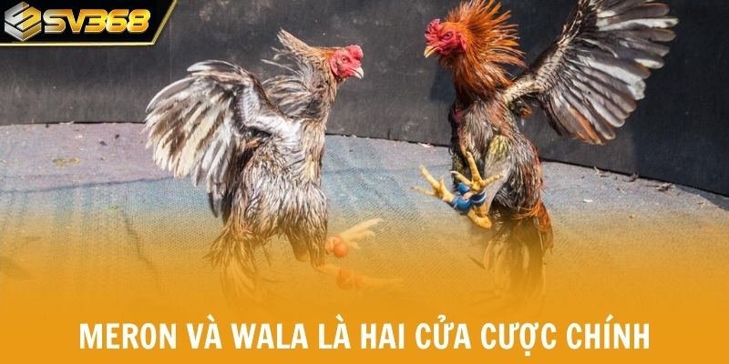 Meron và Wala là hai cửa cược chính trong đá gà tự do.