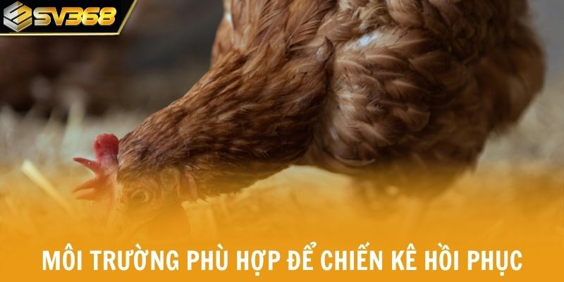 Môi trường phù hợp để chiến kê hồi phục