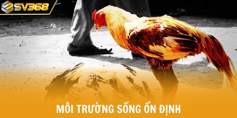 Môi trường sống ổn định giúp chiến kê khỏe và ít stress hơn.