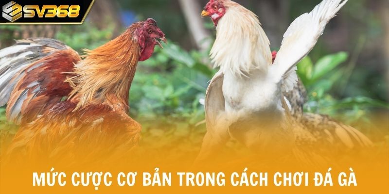 Tìm hiểu mức cược cơ bản trong cách chơi đá gà