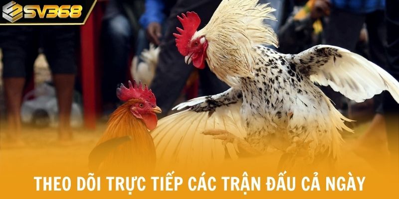 Theo dõi trực tiếp các trận đấu CPC1 và CPC2 cả ngày