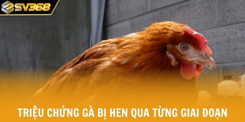 Triệu chứng gà bị hen qua từng giai đoạn