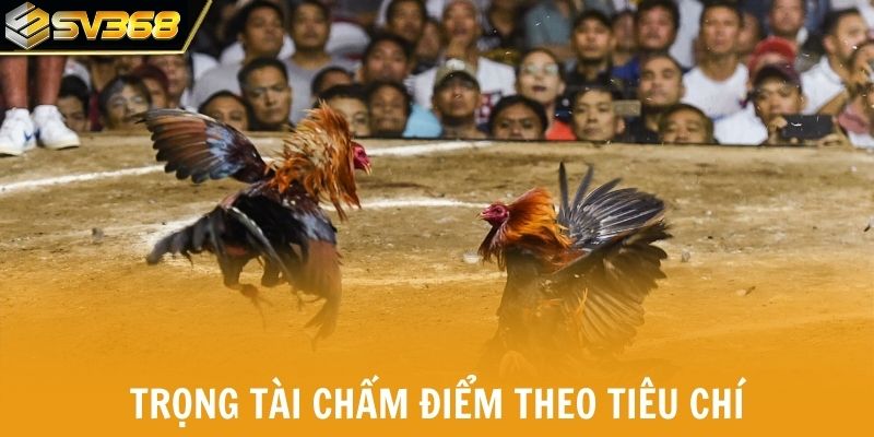 Trọng tài chấm điểm theo tiêu chí
