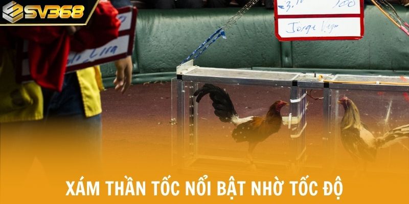 Xám Thần Tốc nổi bật nhờ tốc độ và khả năng né đòn cao.